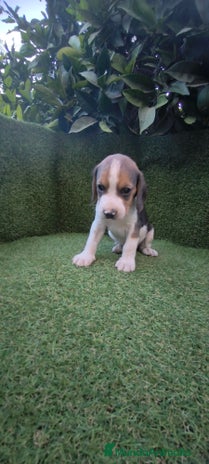 Beagle perros - Anuncio 5