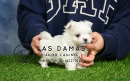 Bichón Maltés perros en venta: BICHÓN MALTÉS DISPONIBLES - Imagen 1