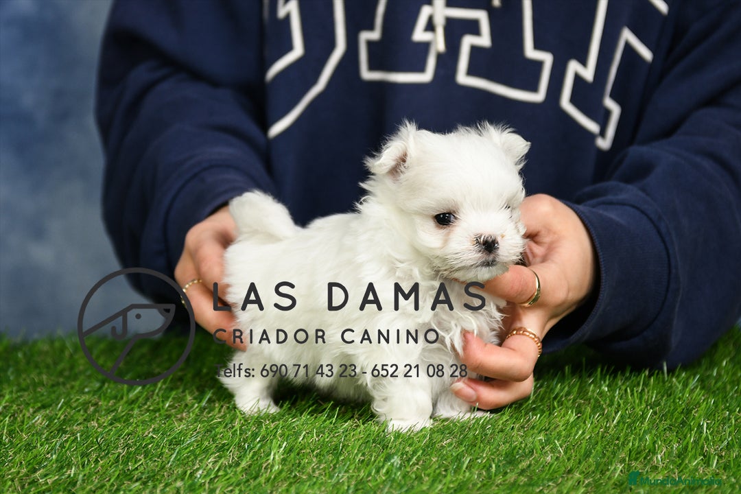Bichón Maltés perros en venta: BICHÓN MALTÉS DISPONIBLES - Imagen 1