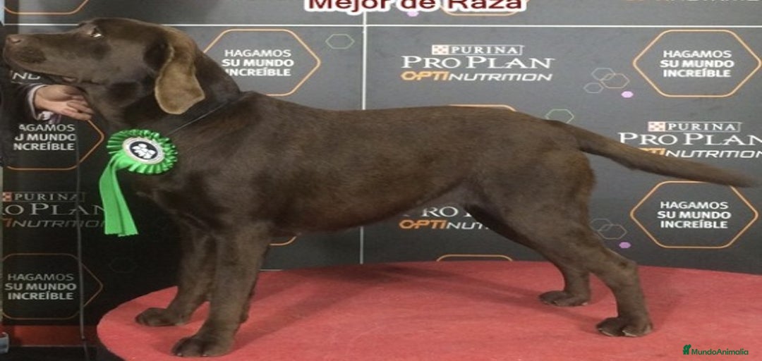 Imagen de galería {{count}}