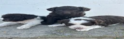 Perro de Agua Español perros en venta: Perros de agua Máxima calidad Espectaculares - Anuncio 21