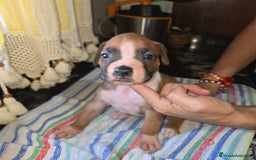 Boxer perros en venta: Boxer - Imagen 3