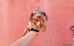 Teckel Miniatura perros en venta: Arlequín chocolate  - Imagen 3