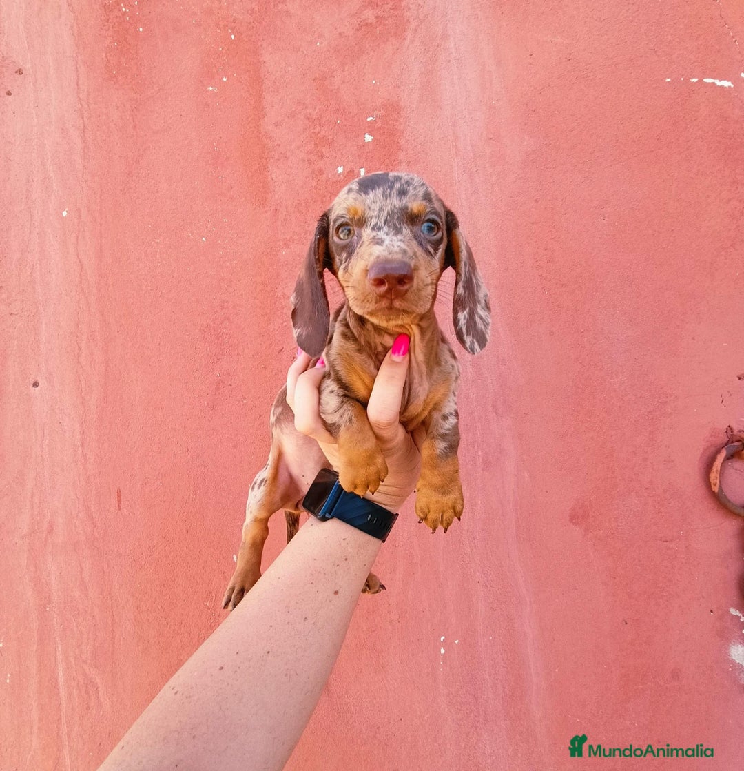 Teckel Miniatura perros en venta: Arlequín chocolate  - Imagen 3