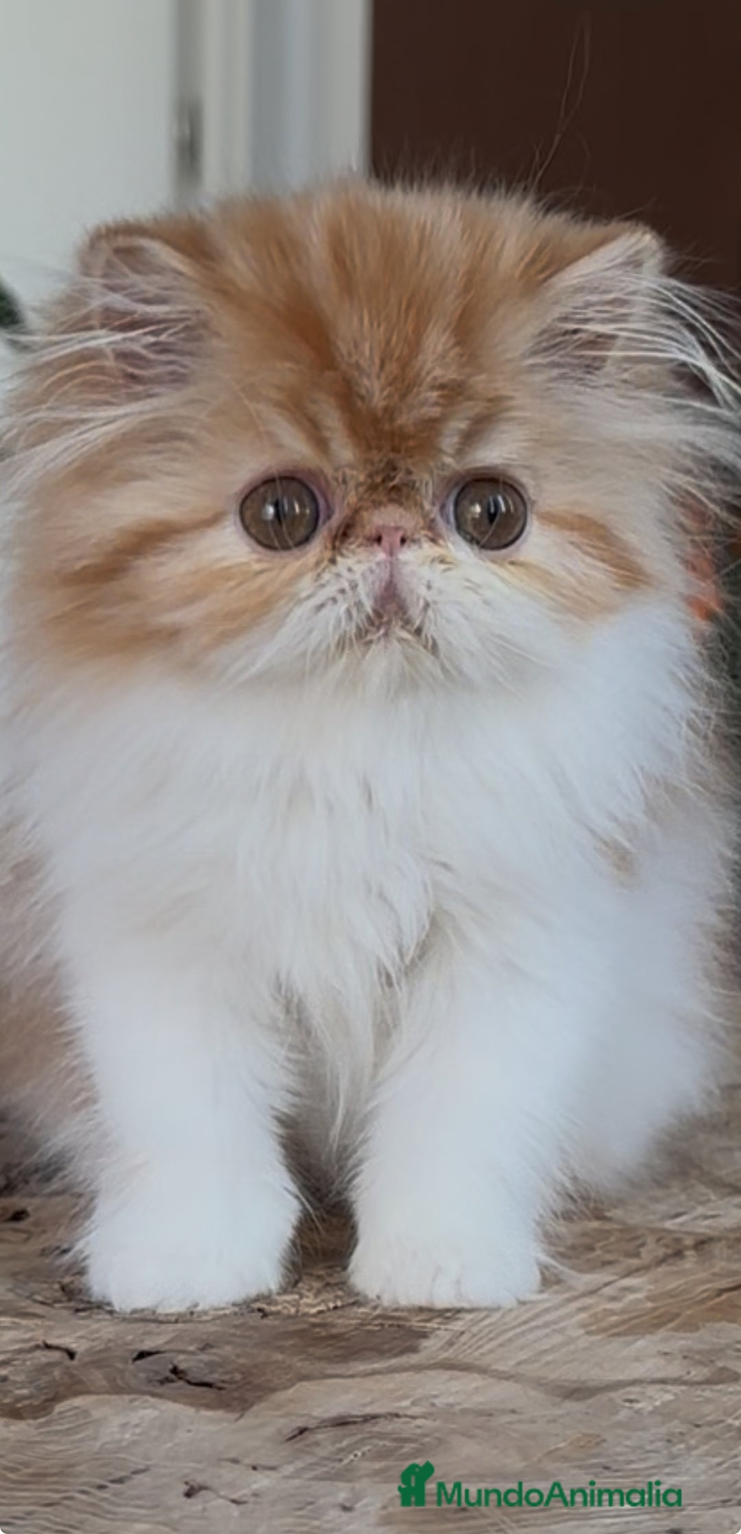 Persa gatos en venta: Macho bicolor rojo - Imagen 1