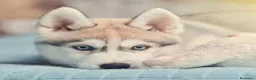Husky Siberiano perros en venta: husky siberiano  en Toledo - Anuncio 1