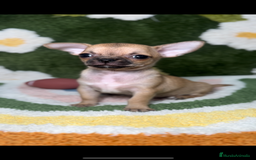 Chihuahua perros en venta: Chihuahua Canela Toy en Madrid - Imagen 1