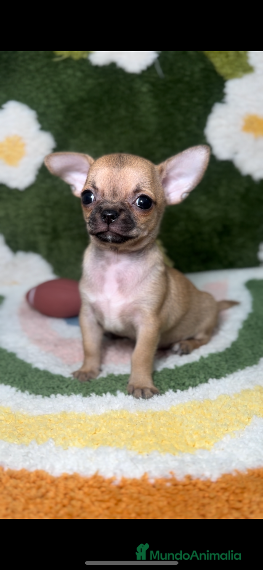 Chihuahua perros en venta: Chihuahua Canela Toy en Madrid - Imagen 1