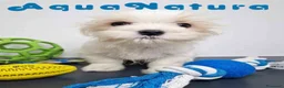 Bichón Habanero perros en venta: Bichon Habanero Macho 6220 AQUANATURA - Anuncio 6