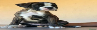 Boxer 2