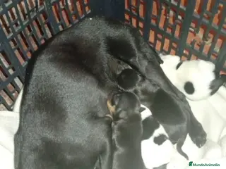 Chihuahua perros Camada de chihuahua - Anuncio 1