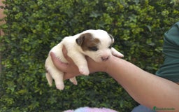 Jack Russell Terrier perros en venta: CACHORROS JACK RUSSELL - Imagen 3