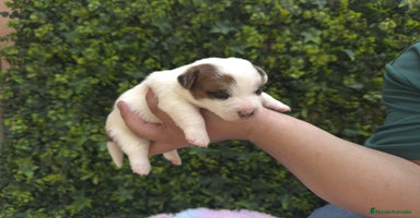 Jack Russell Terrier perros - Propaganda 3