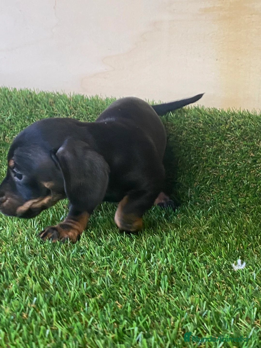 Teckel Miniatura perros en venta: Cachorros Teckel !  en Ciudad Real - Anuncio 4