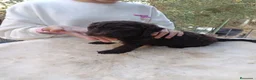 Perro de Agua Español perros en venta: Perro de agua  - Anuncio 2
