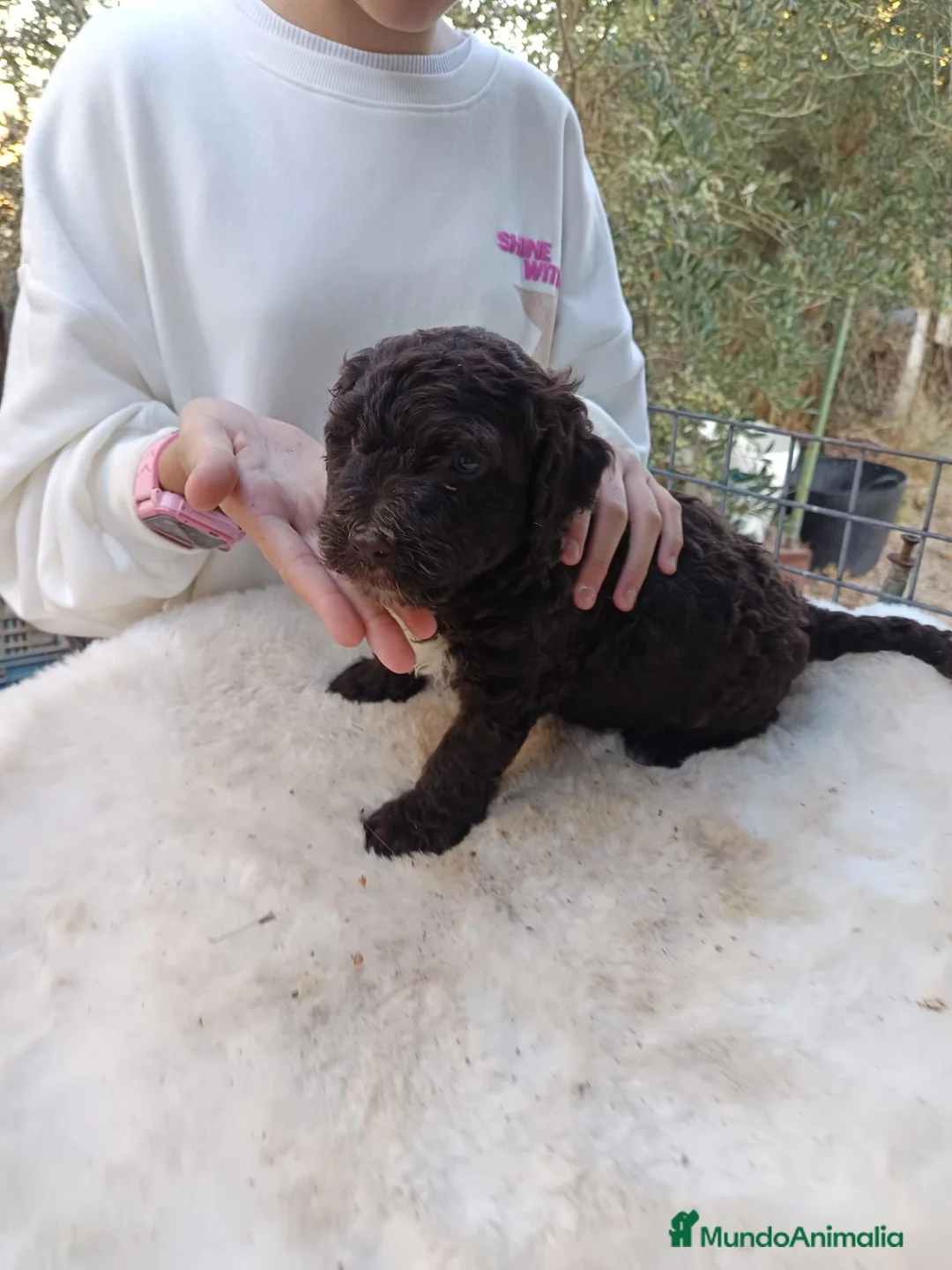 Perro de Agua Español perros en venta: Perro de agua  - Anuncio 2