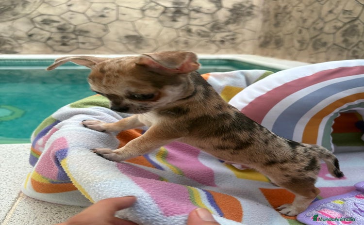 Chihuahua perros - Anuncio 1