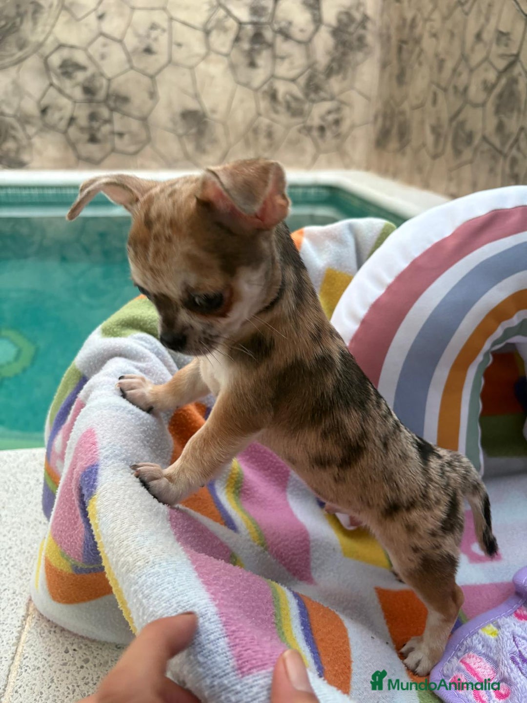 Chihuahua perros en venta: Chihuahua Machito merle toy - Imagen 1