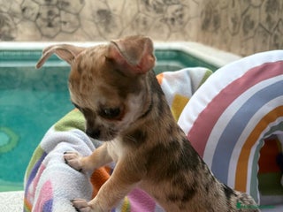 Chihuahua perros - Anuncio 19