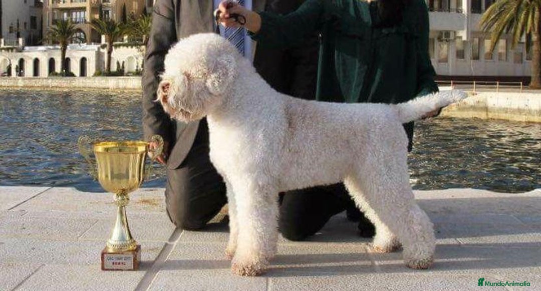 Perro de Agua Portugués perros en venta: LAGOTTO ROMAGNOLO - Imagen 5