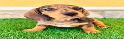 Teckel Miniatura perros en venta: Teckel miniatura merle choco - Anuncio 6