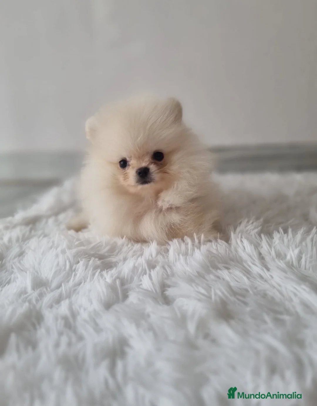 Pomerania perros en venta: LULU DE POMERANIA TOY - Anuncio 1