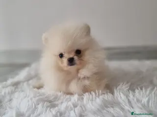 Pomerania perros LULU DE POMERANIA TOY - Anuncio 3