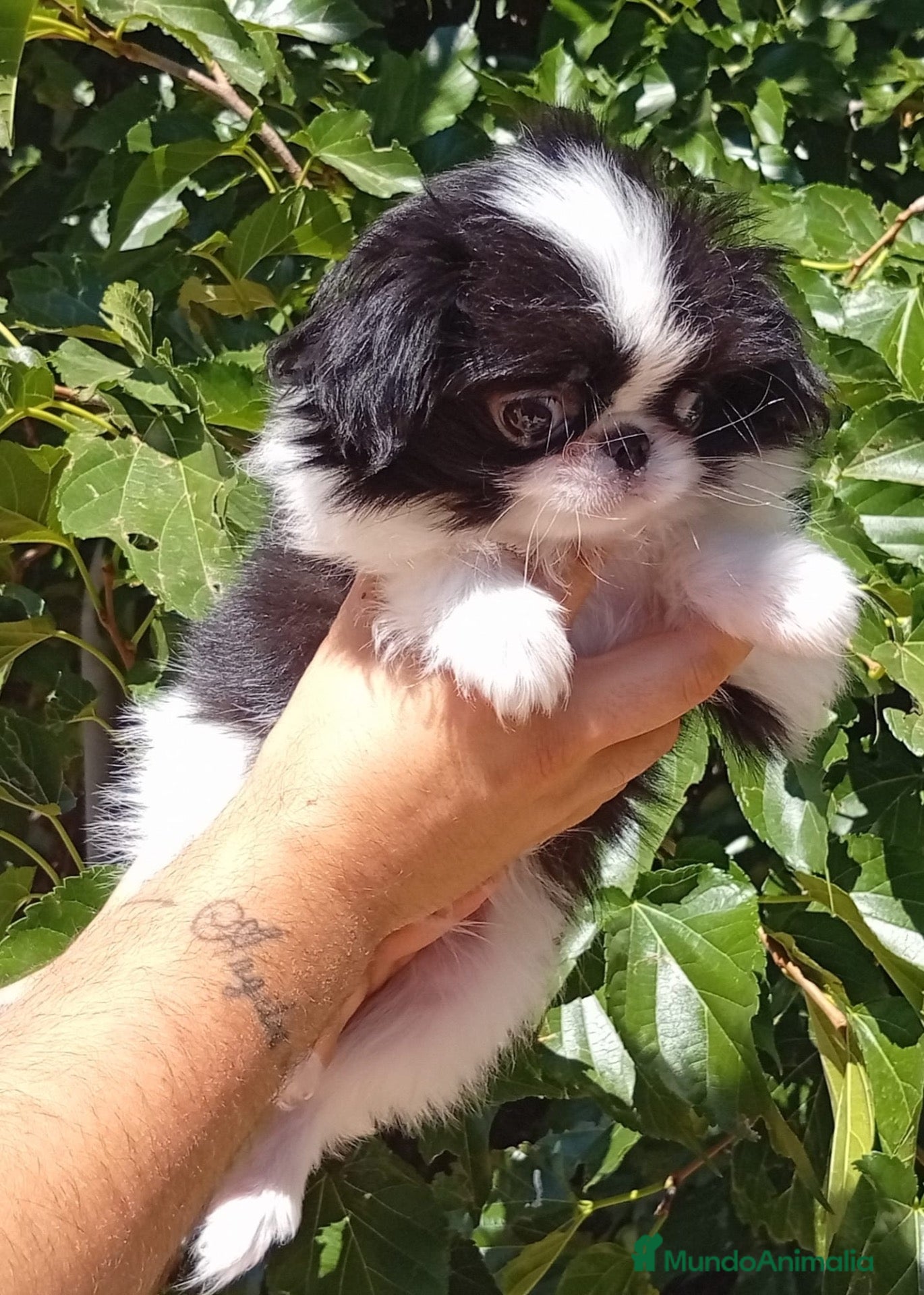 Pomerania perros Chin japonés  - Anuncio 1