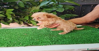 Maltipoo perros - Propaganda 6
