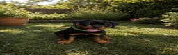 Rottweiler perros en venta: PRECIOSOSOS CACHORRITOS ROTTWEILER - Anuncio 4
