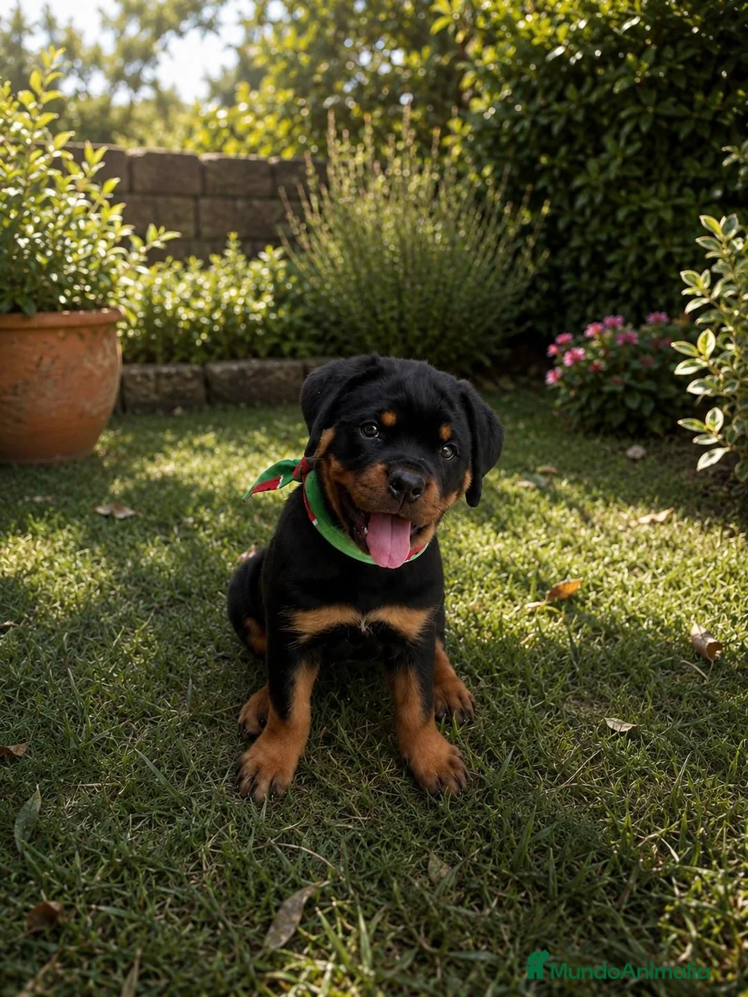 Rottweiler perros en venta: PRECIOSOSOS CACHORRITOS ROTTWEILER - Anuncio 4