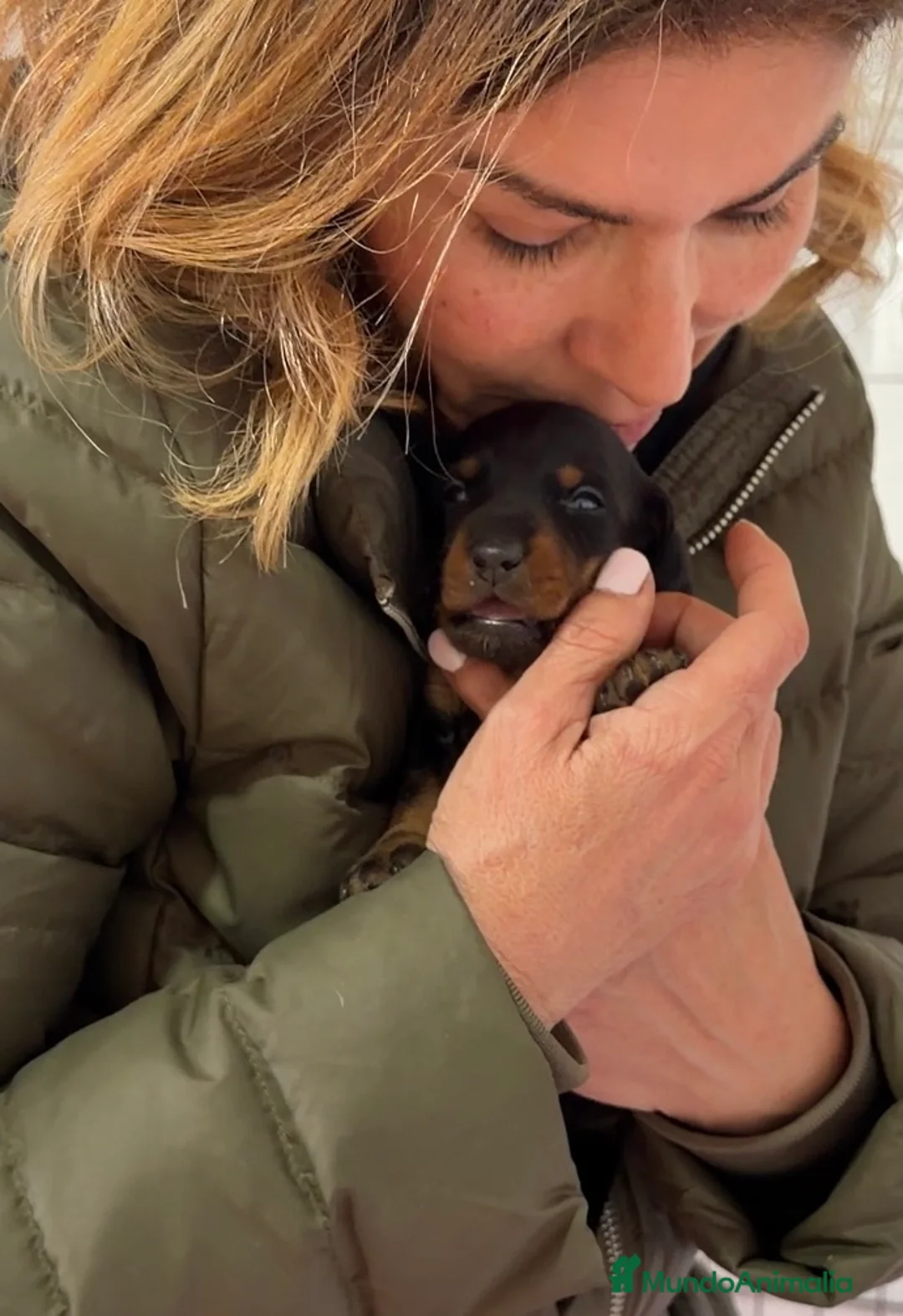 Teckel Miniatura perros en venta: Precioso cachorro Teckel miniatura  - Anuncio 1