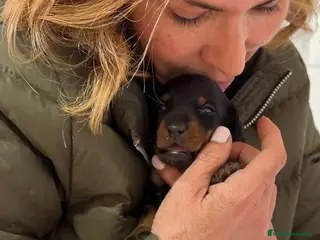 Teckel Miniatura perros Precioso cachorro Teckel miniatura - Anuncio 1