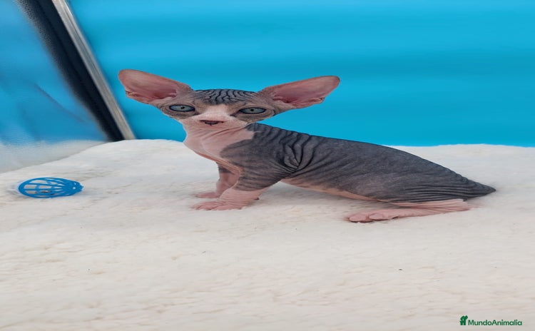 Sphynx gatos - Anuncio 13