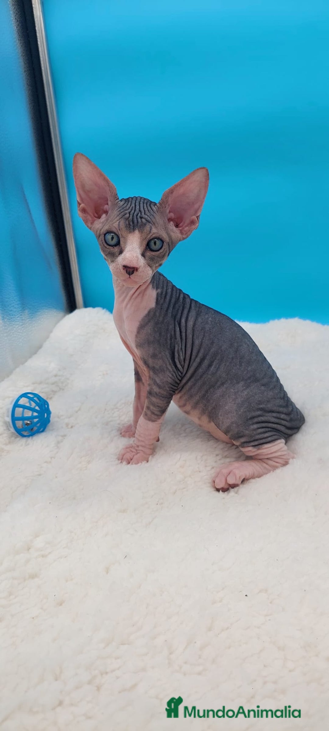 Sphynx gatos en venta: Preciosa camada de gatitos sphynx  - Imagen 1