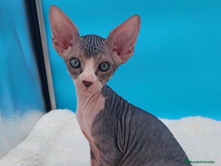 Sphynx gatos - Anuncio 8