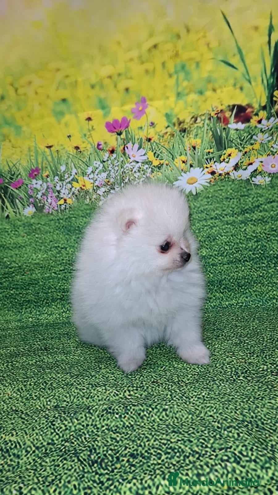 Pomerania perros Lulu de pomerania  - Anuncio 35
