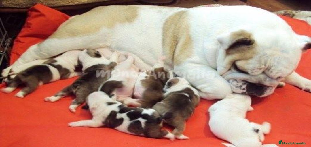 Imagen de galería {{count}}