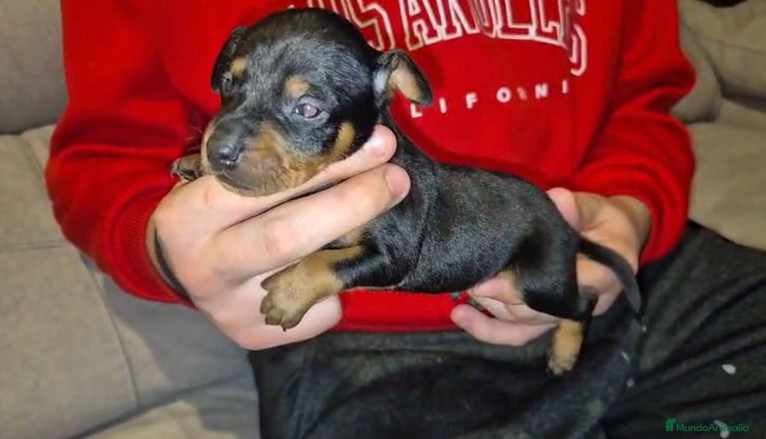 Pinscher Miniatura perros en venta: Pinscher miniatura  - Anuncio 8