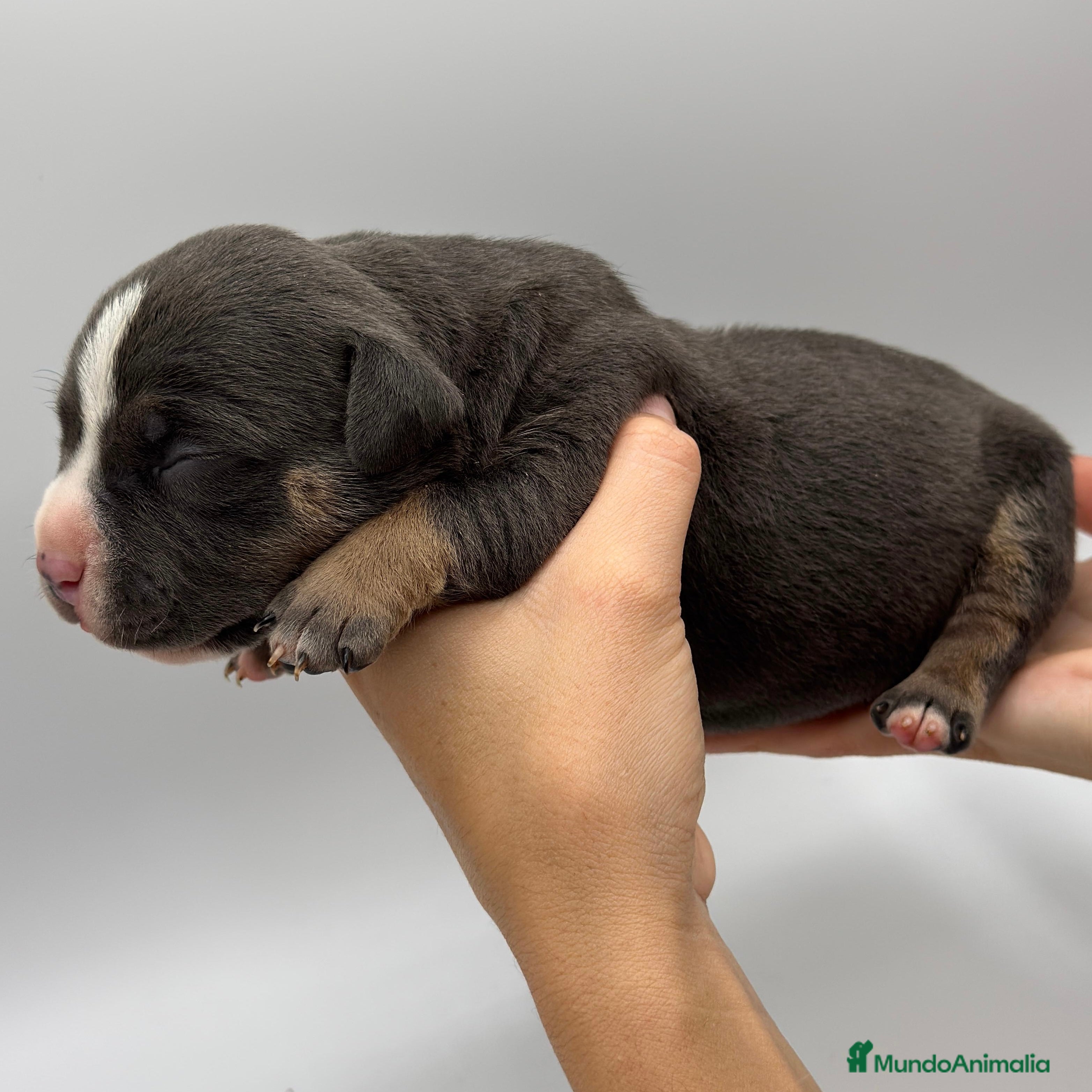 American Bully perros Cachorros de American Bully - Anuncio 9