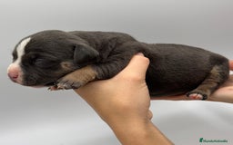 American Bully perros en venta: Cachorros de American Bully - Imagen 1