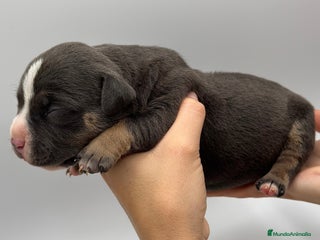 American Bully perros - Anuncio 18