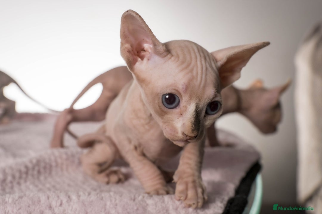 Sphynx gatos en venta: Sprinxt  - Imagen 3