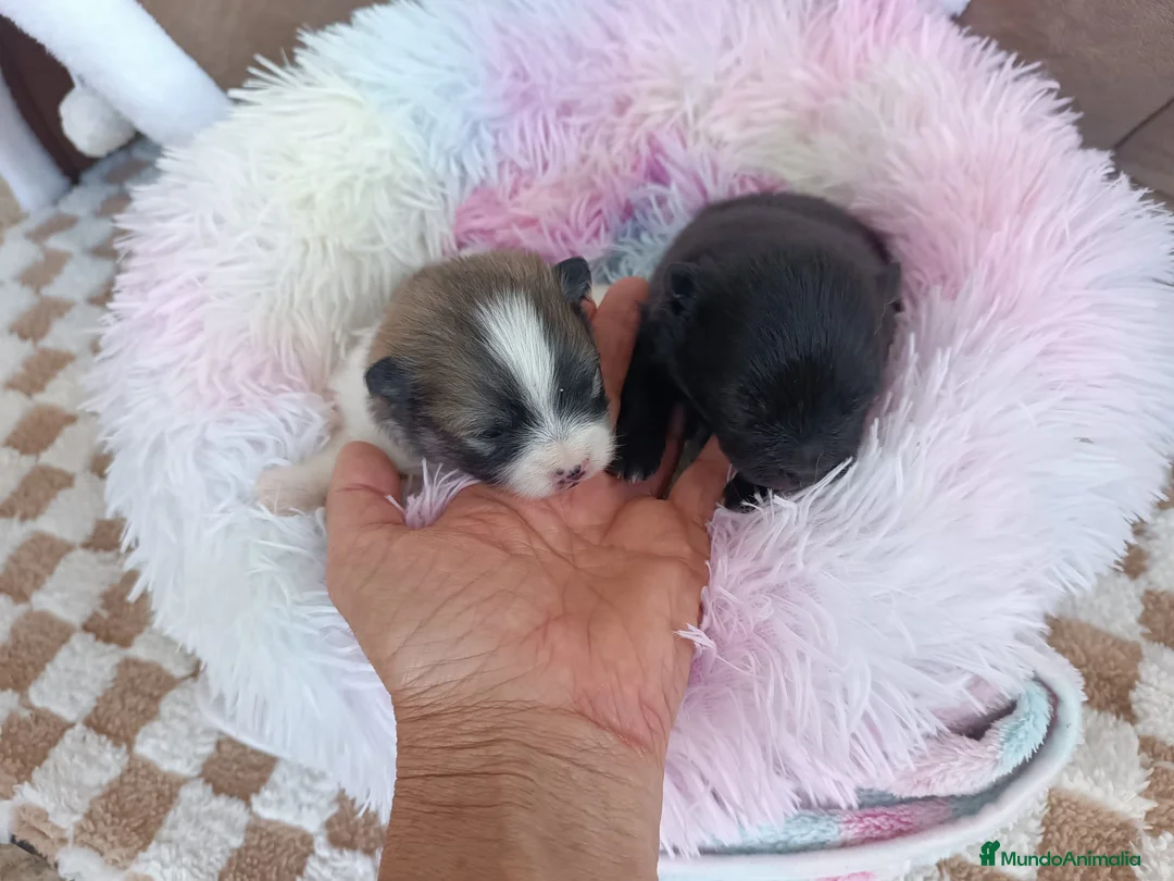Pomerania perros en venta: POMERANIAS HEMBRITAS - Anuncio 2
