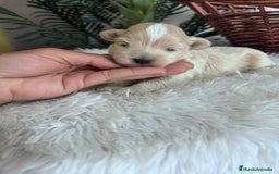 Maltipoo perros en venta: MALTIPOO MACHO - Imagen 7