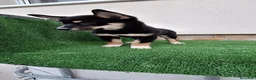 Shiba Inu perros en venta: Shiba Inu - Anuncio 1