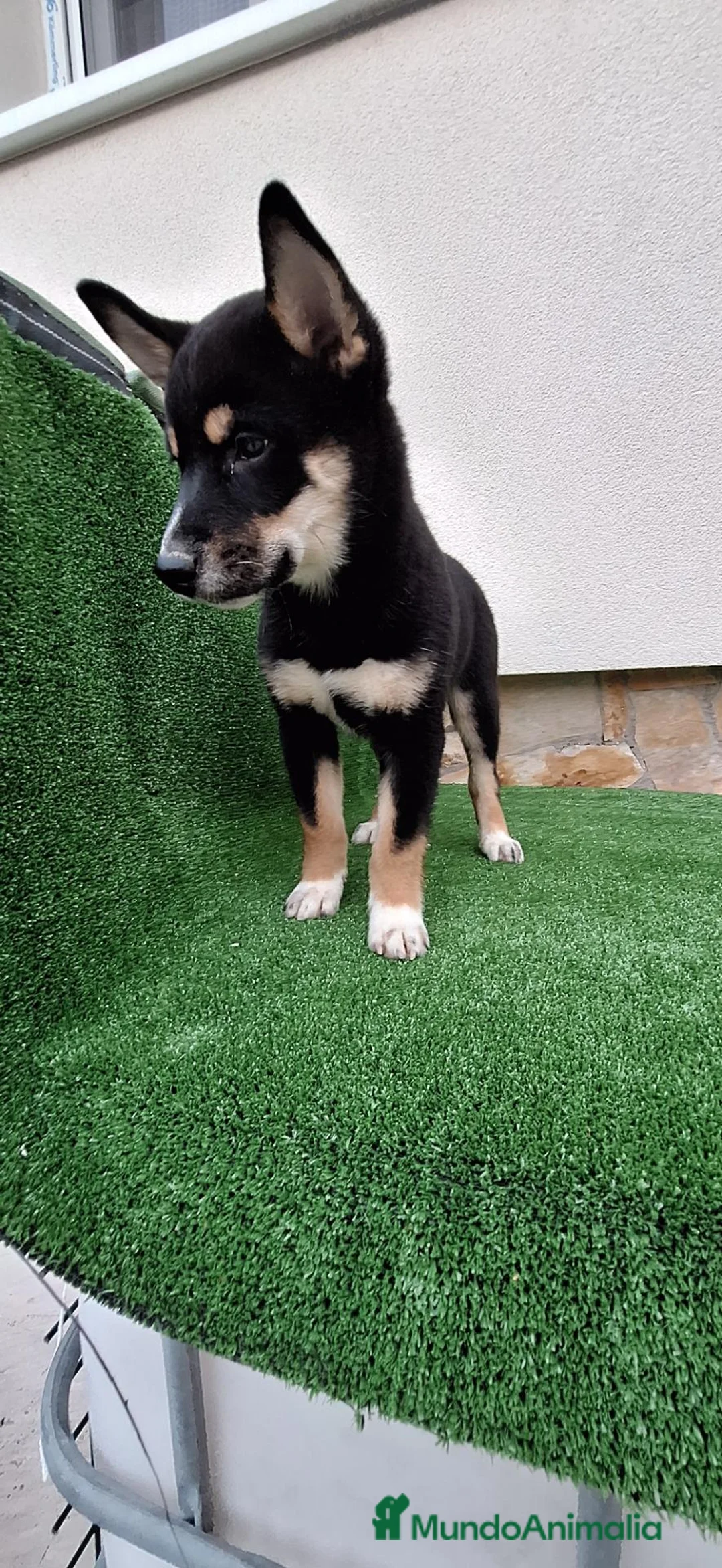 Shiba Inu perros en venta: Shiba Inu - Anuncio 1