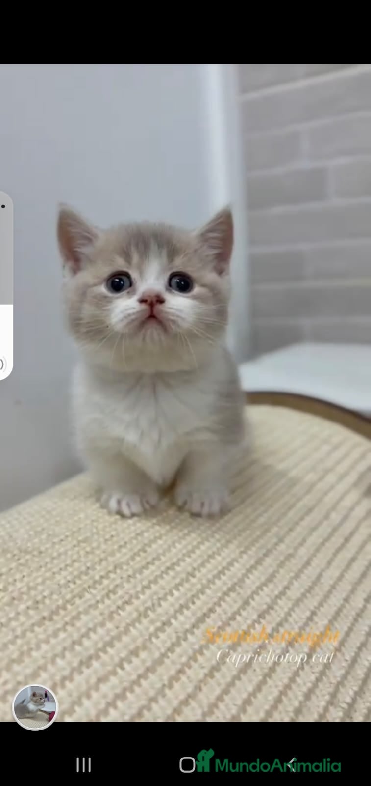 Munchkin gatos Munchkin gatitos - Anuncio 2