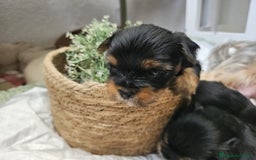 Yorkshire Terrier perros en venta: YORKSHIRE TOY CALIDAD Y SELECCIÓN  - Imagen 2
