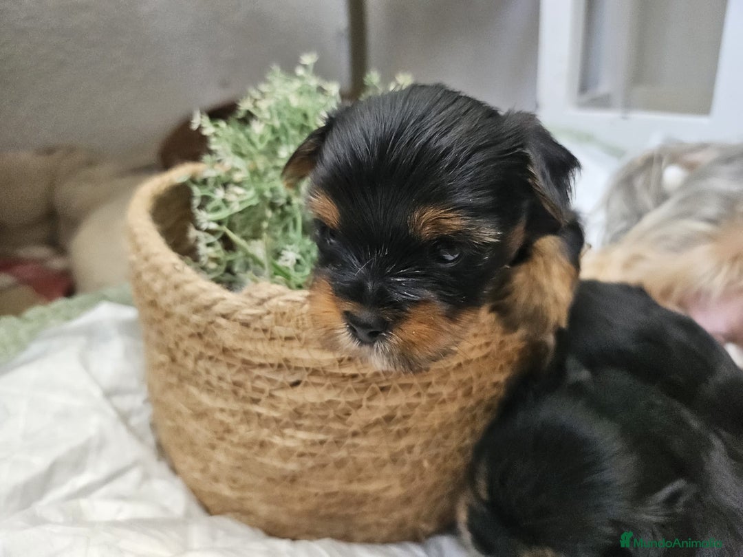 Yorkshire Terrier perros en venta: YORKSHIRE TOY CALIDAD Y SELECCIÓN  - Imagen 2